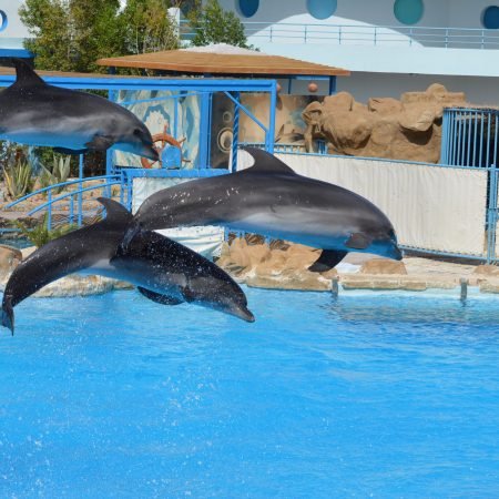 Dolphin_world_-_panoramio
