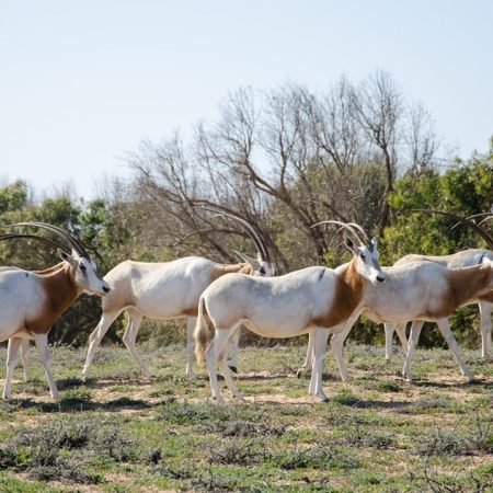 Souss-Massa-National-Park-oryx-herd