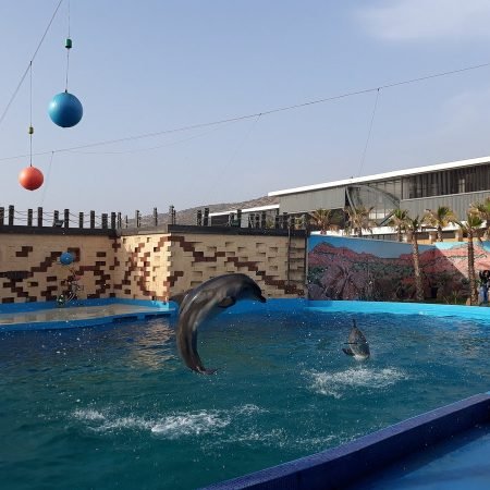 agadir-dolphin-world