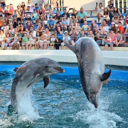 delfinariu_standard