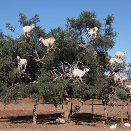 goats-treesjpg