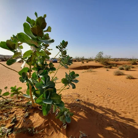 plant-and-herbs-in-excursion-massa