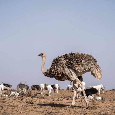 souss_massa_morocco-8-scaled